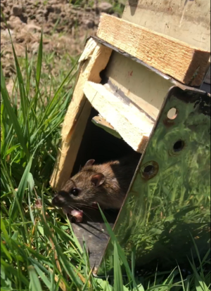 The rat is leaving the trap in the wild